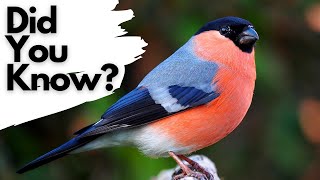 Things you need to know about the BULLFINCH!