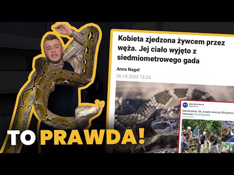 Wideo: Jak niebezpieczny jest miedziany wąż dla ludzi