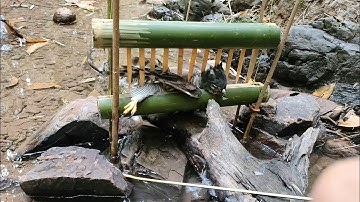 Good trap and create an Amazing trap to catch hawk in the forest