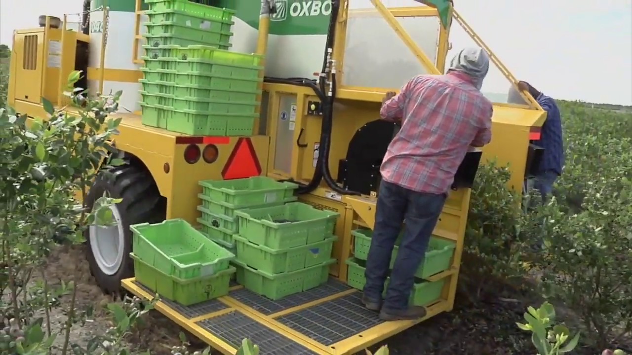 Mechanical Harvesting of the Florida Blueberry Crop YouTube