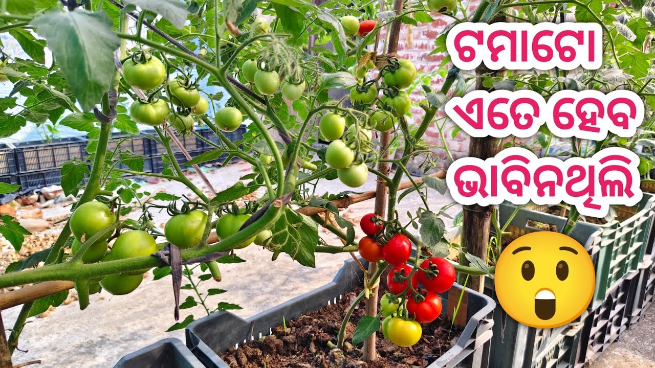 ଟମାଟୋ ଏତେ ହେବ ଭାବିନଥିଲି 😲 || best terrace garden in india || Daily Vlog 