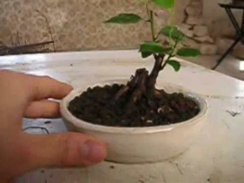 comment planter noyau abricot