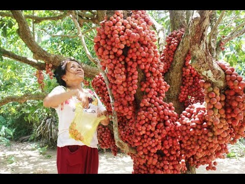 वीडियो: बगीचे के लिए फलों के पेड़ और झाड़ियाँ