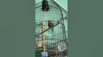 Masteran burung tepus kepala abu gacor #kicaumania #tepus #burung