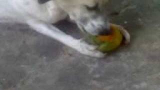 O Cão Chupando Manga