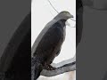 serpent eagle (@sonewani forest lalbarra balaghat m.p)