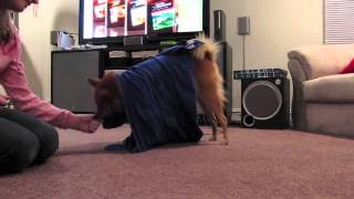 Kimma Roll in a Blanket Trick 10-11-12