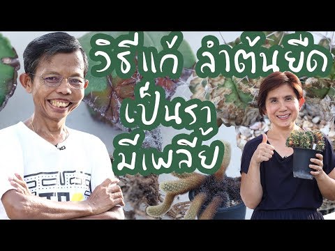 วิธีแก้ไขแคคตัสที่มีลำต้นยืดยาว , เป็นรา , มีเพลี้ย | Cactus Journey EP.38