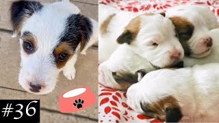 Funny & Cute Jack Russell Terrier Video | Jack Puppies