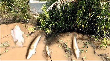 Bữa nay đi đánh đồng bom chung nữa rồi, kích cá miền tây,, kênh htgc tập 259