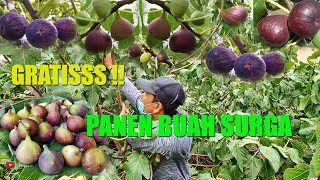 PANEN GRATIS BUAH SURGA DITANAH ARAB || BUAH TIN