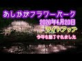 2026年4月20日 あしかがフラワーパーク ふじのはな物語 夜の部ライトアップ 満開！栃木県足利市