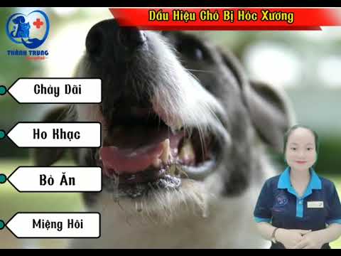 Video: Một con chó có thể phục hồi hoàn toàn từ Heartworms?