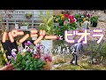 【ガーデニング】パンジーとビオラを買いまくってお庭に飾りまくったら気持ちがとってもハッピーなりました！ビオラだけ、パンジーだけのシンプル植えがブーケみたいな可愛いさでございます。