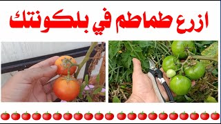 زراعة الطماطم في البلكونة و السطح بسهولة مع بذرة 🍅