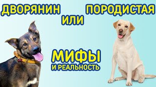 видео: Породистая или дворняжка: факты, о которых вы не догадывались картинка: Породистая или дворняжка: факты, о которых вы не догадывались