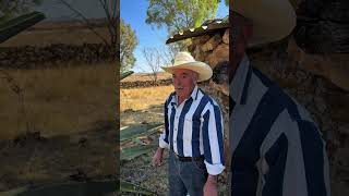 Así se capa un maguey para producir aguamiel 🤠