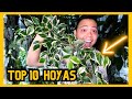 10 hoyas you NEED to get! 🌱 My Favourite Hoyas | variegation & splashy leaves | indoor houseplants