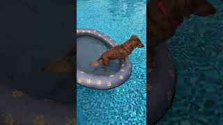 Your dog can float in the pool too! Dog pool float