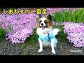 浅田美代子さんのしあわせの一番星を歌いました