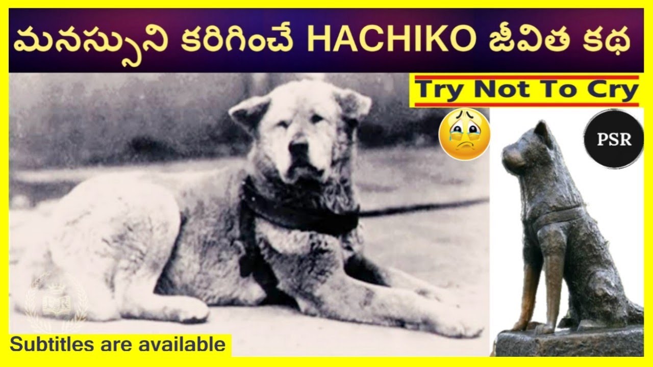 HACHIKO A Dog's Heart Melting story In Telugu The most loyal DOG