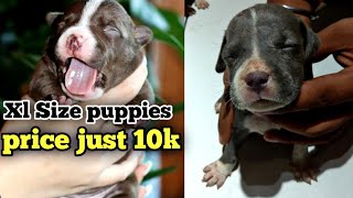 XL size American bully puppies in affordable price booking open | nice quality