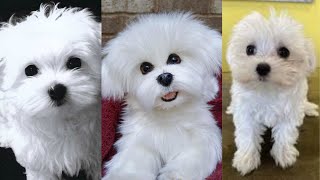 Maltese puppies | Funny and Cute dog video compilation in 2022