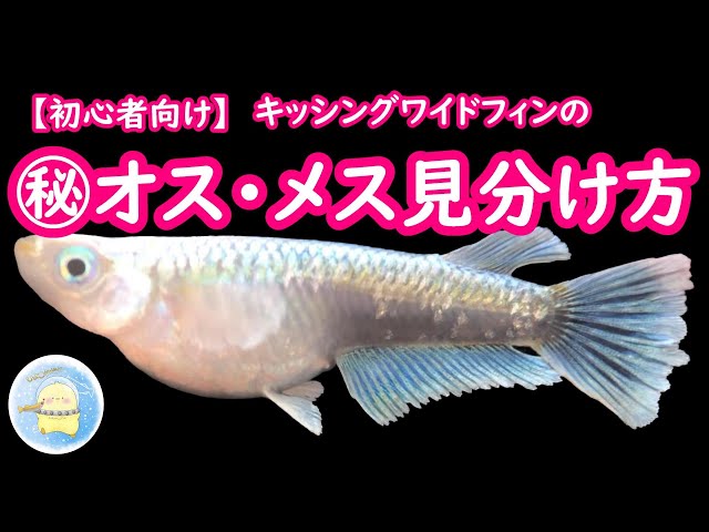 sddefault.jpg コブラキッシングワイルドヒンオス2メス3