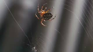 Паук плетет паутину Макро | Spider weaves a web Macro #macro #макро #макросъемка #насекомое #spider