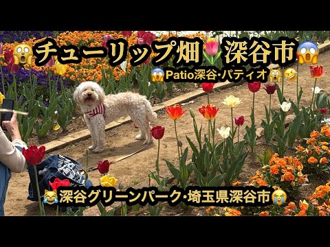 【プレミア】4K🙀チューリップ畑・深谷グリーンパーク😱Patio・パティオ深谷・深谷市😱チューリップ畑散歩😳(23m59s)🤣BGM:#riokazumiのピアノ語り