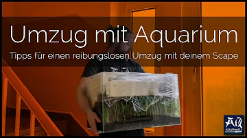 Wie transportiere ich Fische beim Umzug?