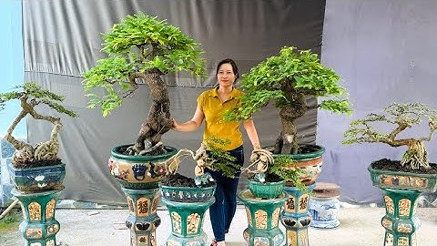 Bonsai Trần Thi 8/12 Cần Thăng, Hoa Giấy, Me Thái, Nguyệt Quế, Trà Phúc Kiến, Sam Trái, Mai Trắng