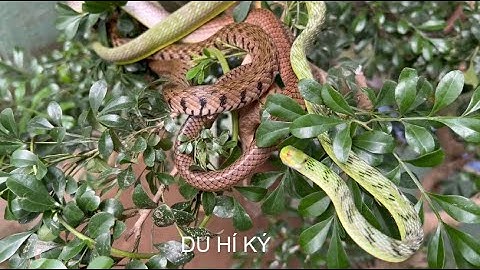 Nhận biết các loại rắn thường gặp ở Việt Nam