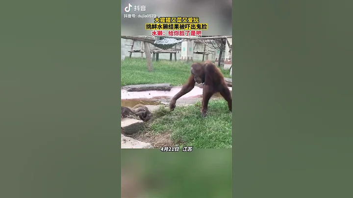 当猩猩故意闹水獭时～😅我从来没看过猩猩这种表情过，超搞笑的啦！🤣#动物猩球 - 天天要闻