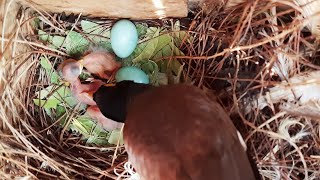 Babies Fed with Series Of Insects &amp; Bugs | Bunch Of Babies in Nest | Ep 4 day 2