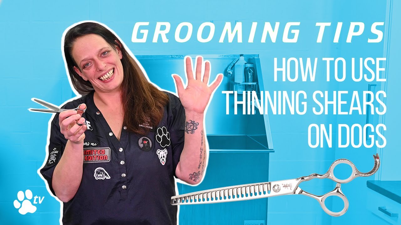 How to use thinning shears on dogs | Grooming Tips - TRANSGROOM - YouTube