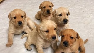 4 week old Labrador puppies weaning for the first time