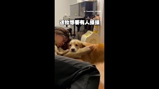【快摸我！】邊牧想要摸摸但媽睡著了　狂用鼻子頂手放自己頭上 #Shorts