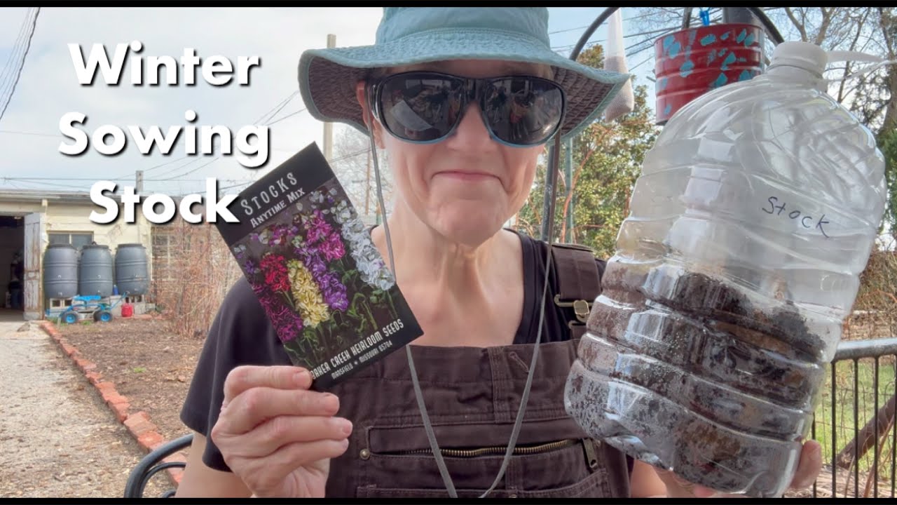 Winter Sowing Stock Flowers | Late March | Mid-Atlantic | Growing Zone 6b 7a | Last Frost Date 4/30