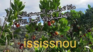 #هل تعرف #ماهي #فوائد #اللنج #السيسنو #القطلب #فرولة الجبال #arbousier     #tigzirt# #bienfaits#