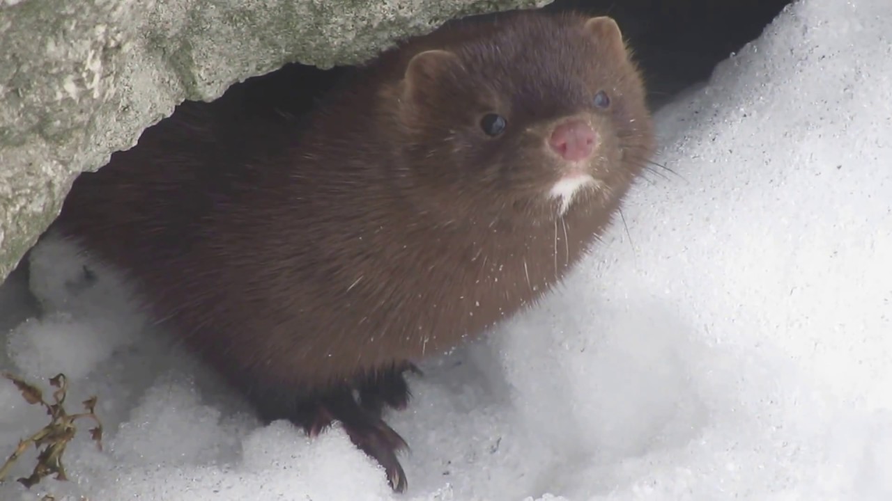 Muskrat - YouTube