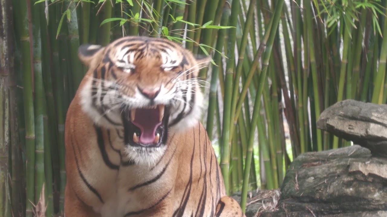 Critically Endangered Malayan Tiger - YouTube