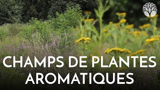 Origan et tanaisie, un champ de plantes aromatiques d'été !