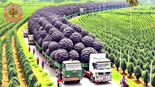 How Vietnamese Farmers Harvest and Process Tons of Black Pepper This Way