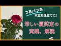 つるバラを木立仕立てに! 珍しい夏剪定の実践、解説