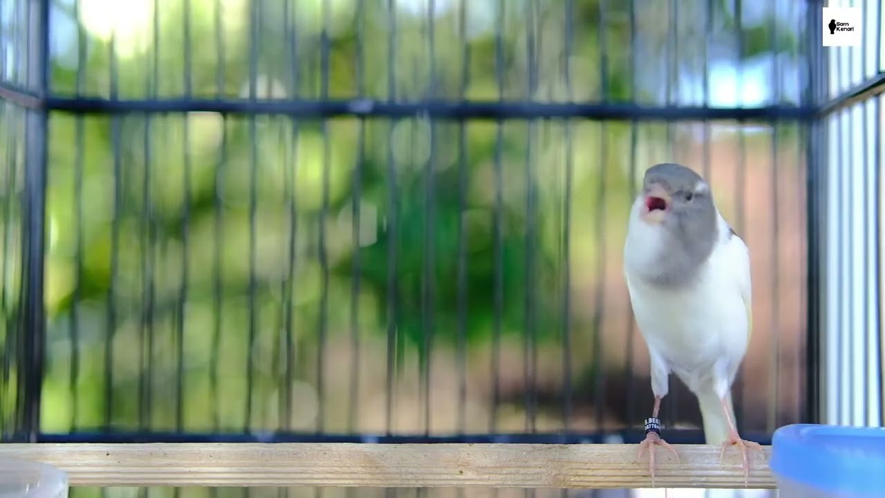 Gacor Panjang Cengkok Mewah Full Isian — Pancingan Ampuh untuk Kenari Macet & Betina Kawin