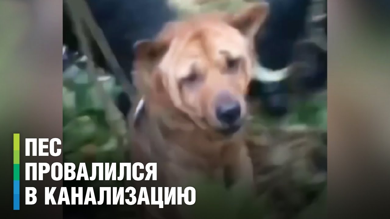 Спасатели вытащили собаку из люка и спасли животное от верной гибели в Псковской области