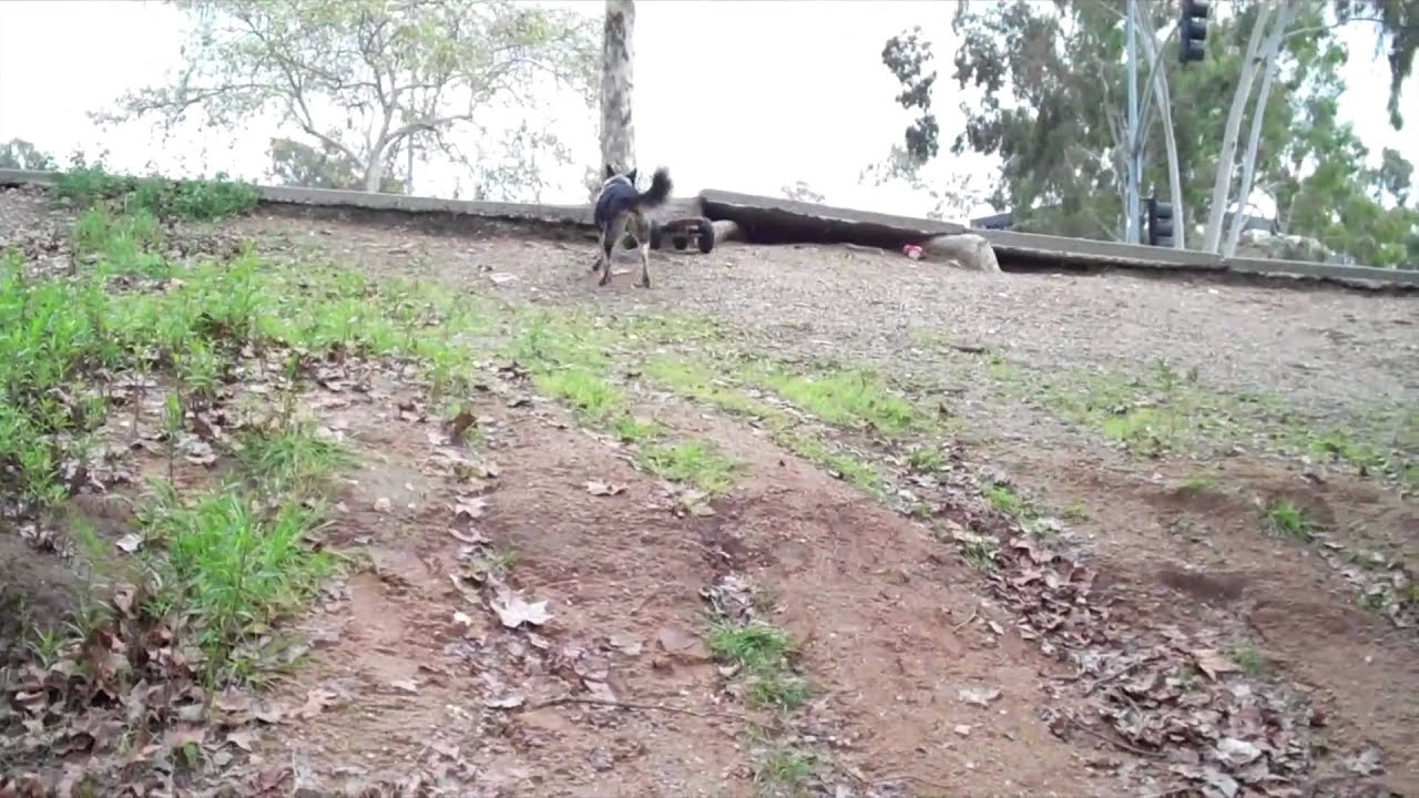 MOUNTAIN BOARDING DOG YouTube