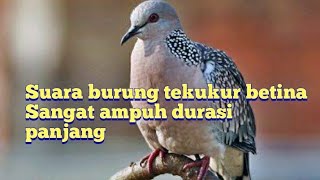 suara burung tekukur betina