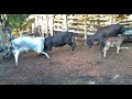 Vacas Brigando no Curral. Branca e Crioula se pegaram do nada e não queriam parar mais.